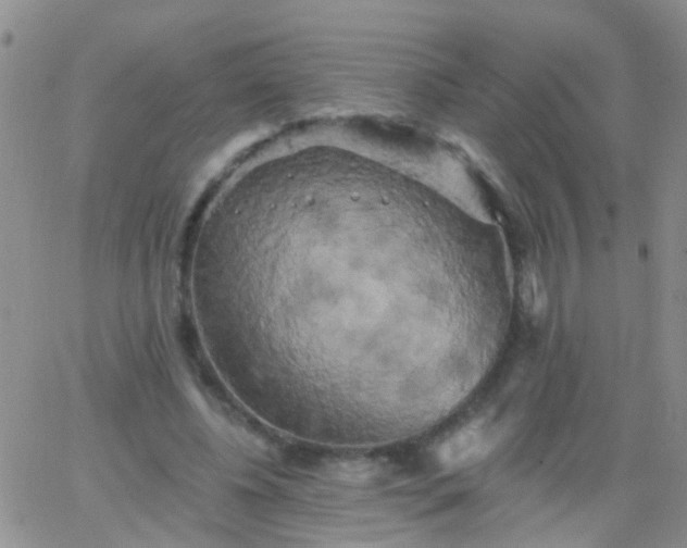 X0000066120540200603171756