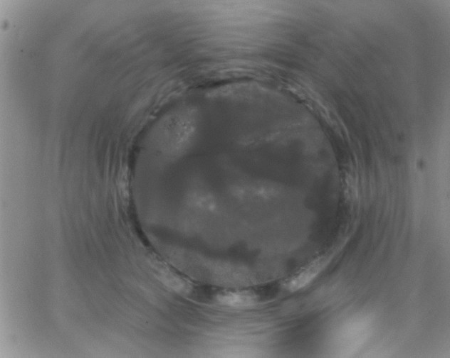 X0000066120561200603171757