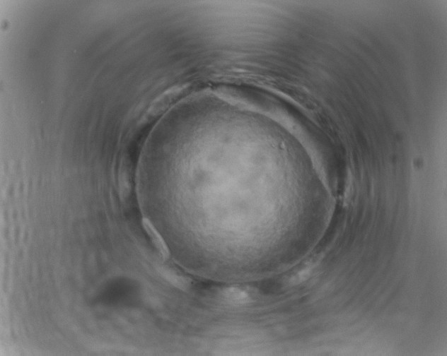 X0000066120566200603171757