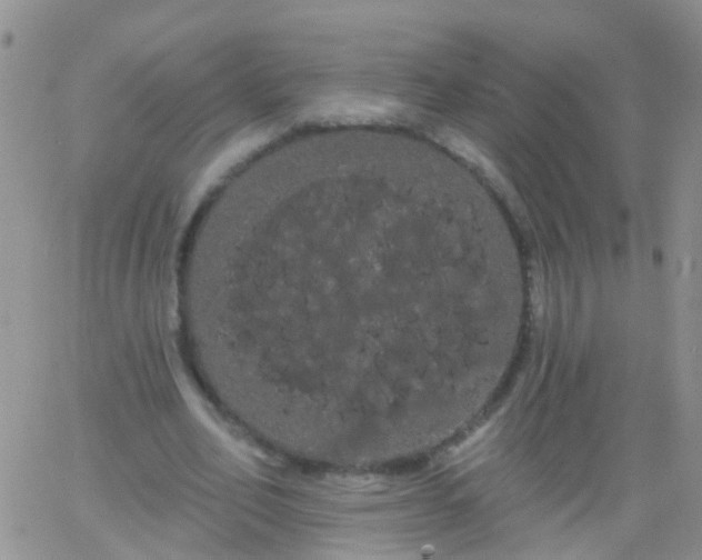 X0000066120582200603171756