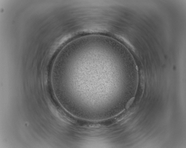 X0000066120631200603171755