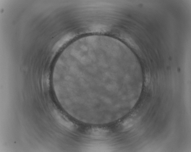 X0000066120632200603171755