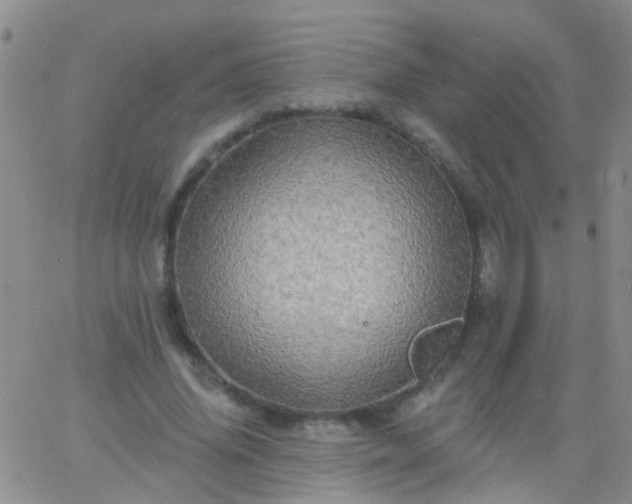 X0000066120636200603171755