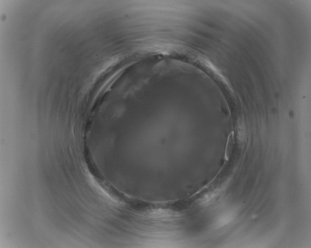 X0000066120637200603171755