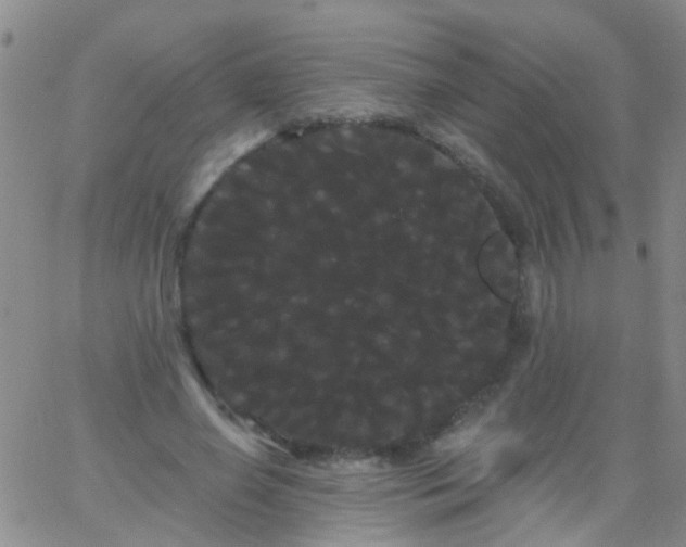 X0000066120638200603171755