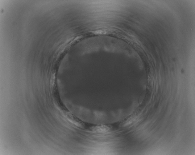 X0000066120652200603171755