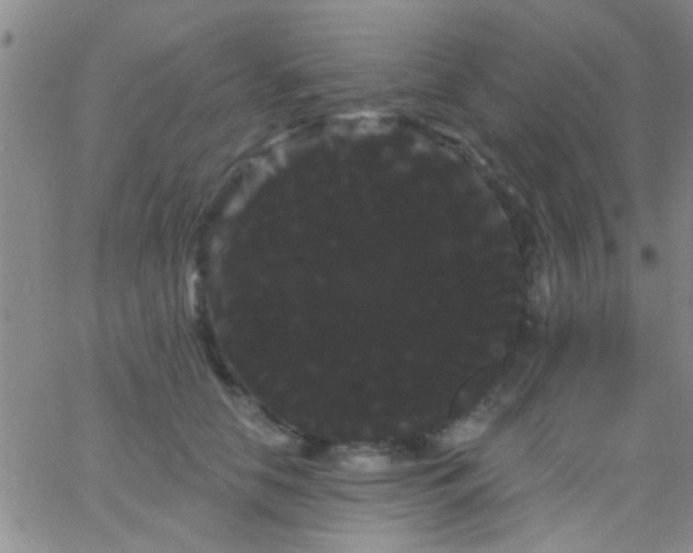 X0000066120658200603171755