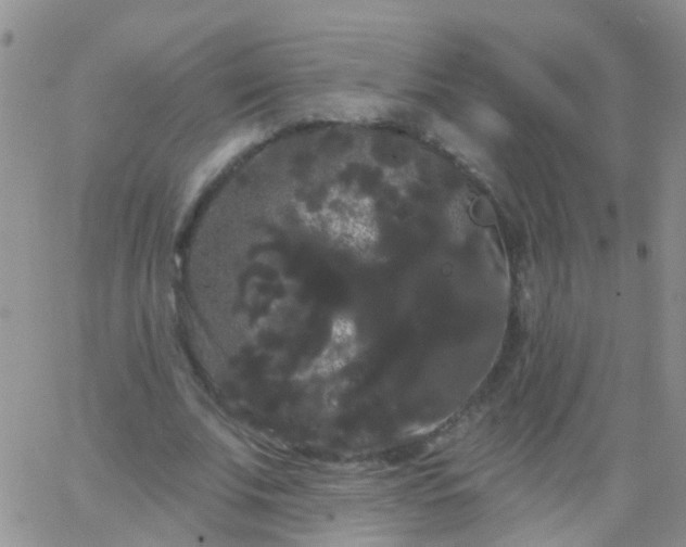 X0000066120679200603171754