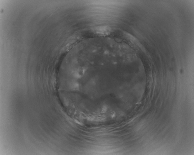 X0000066120707200603171754