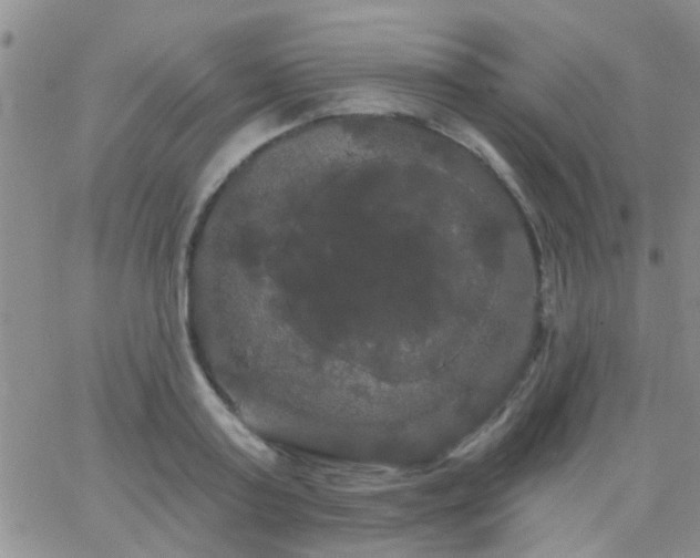 X0000066120795200603171752