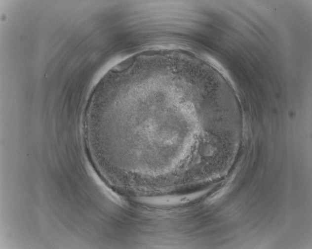 X0000066120803200603171752