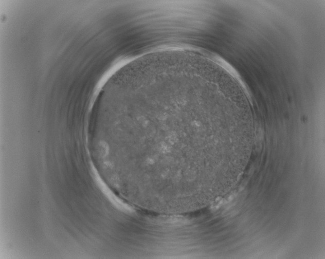 X0000066120811200603171752