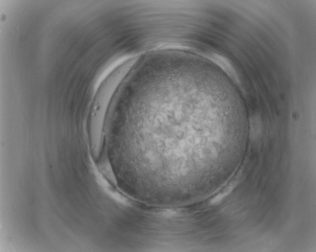 X0000066120814200603171752