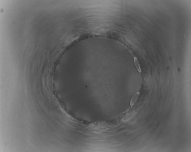 X0000066120817200603171751