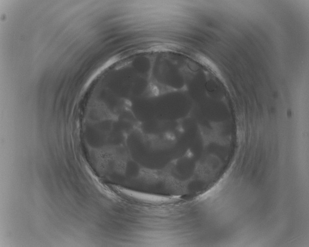 X0000066120827200603171752