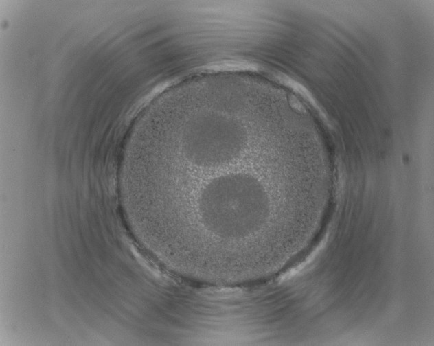 X0000066120833200603171752