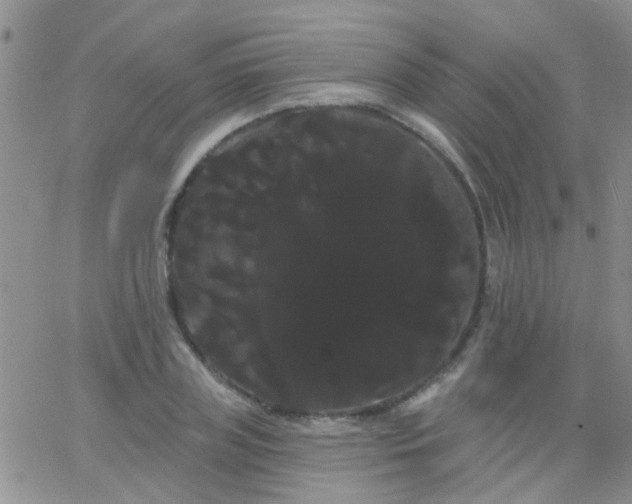 X0000066120835200603171752