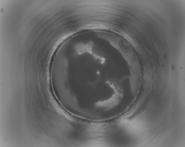 X0000066120840200603171752