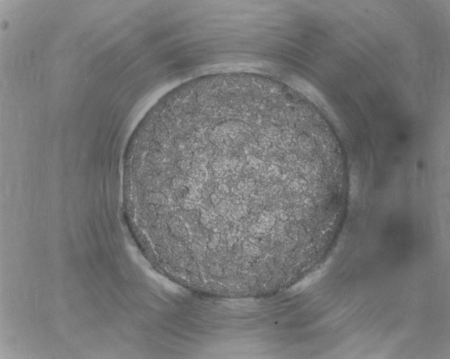 X0000066120844200603171752