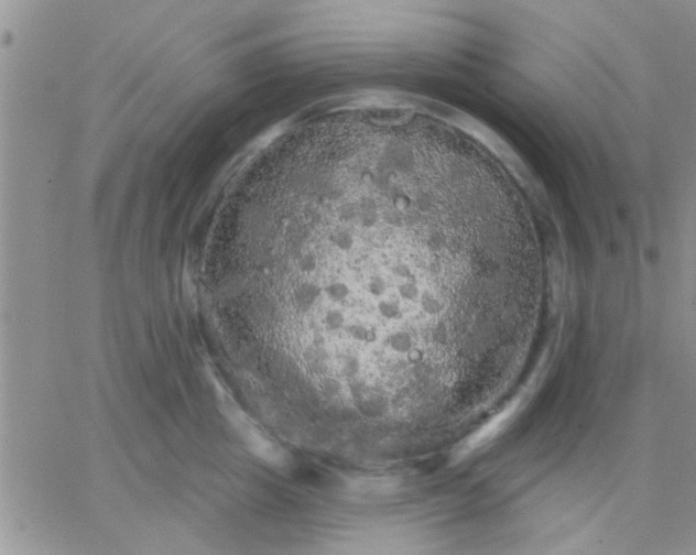 X0000066120857200603171752