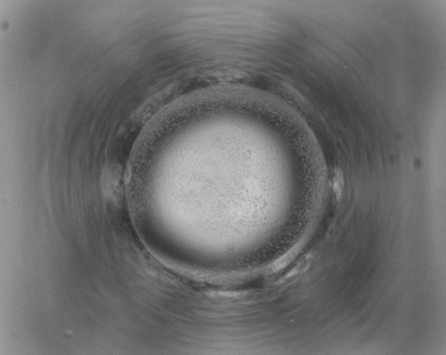 X0000066120867200603171751