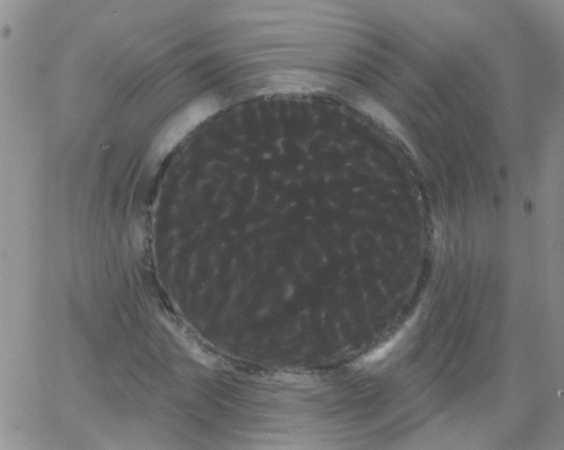 X0000066120874200603171751