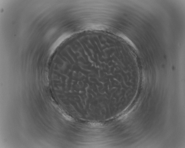 X0000066120878200603171751