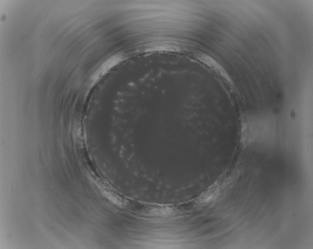 X0000066120882200603171751