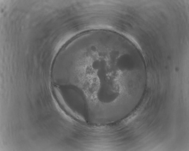 X0000066120895200603171751