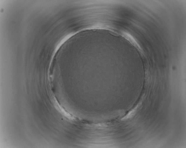 X0000066120900200603171751