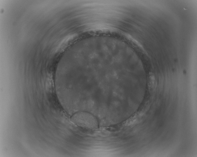 X0000066120918200603171750