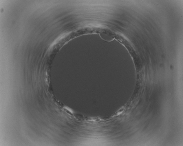 X0000066120919200603171750