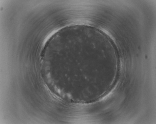 X0000066120925200603171750