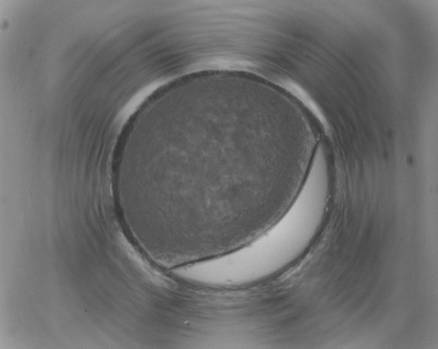 X0000066120972200603171750