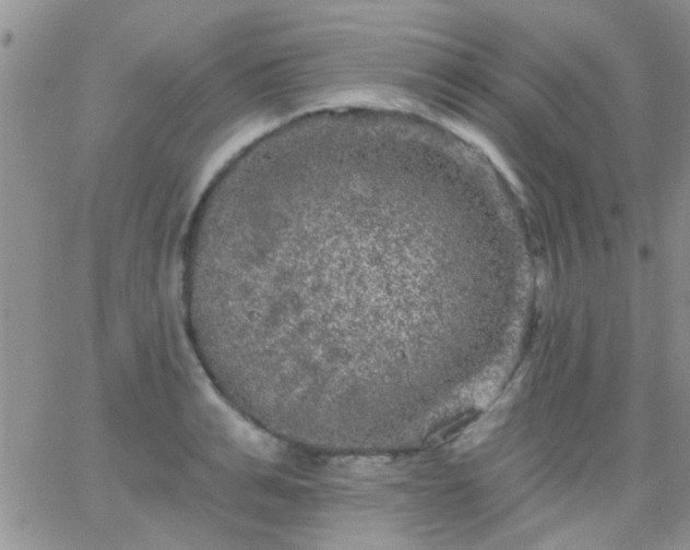 X0000066120991200603171749