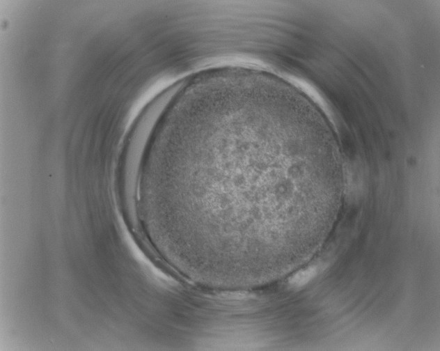 X0000066120999200603171749