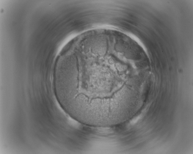 X0000066121007200603171749