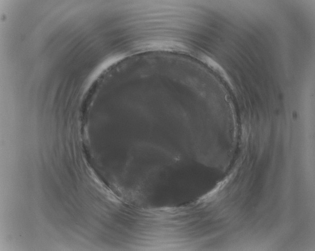 X0000066121019200603171748