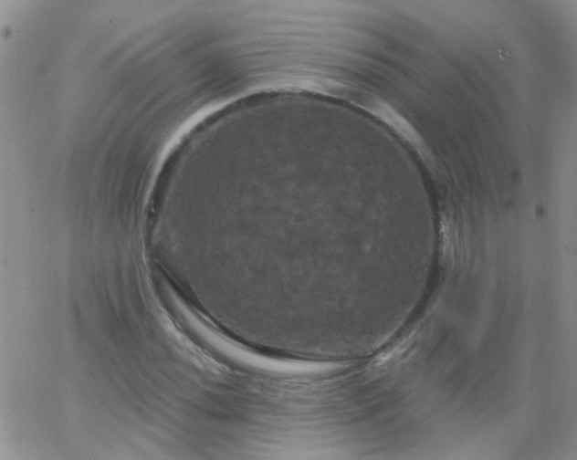 X0000066121020200603171748