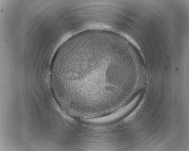 X0000066121029200603171749