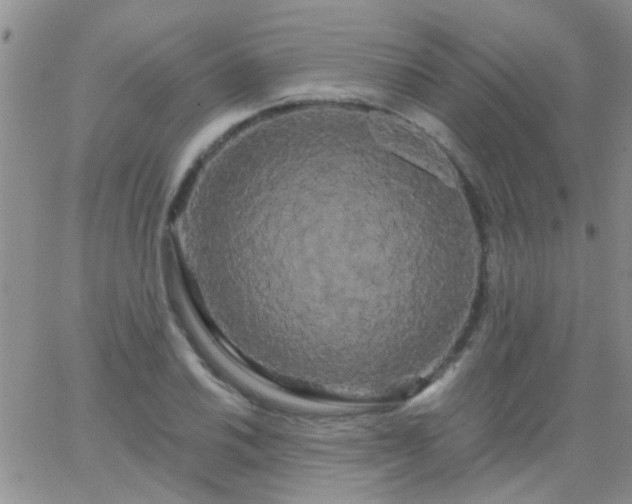 X0000066121030200603171749