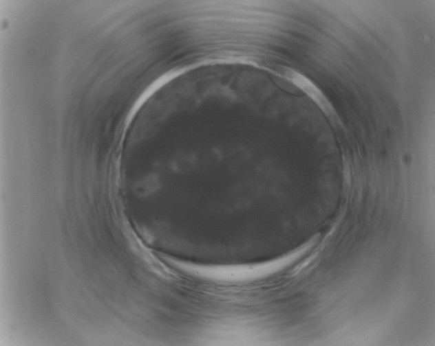 X0000066121052200603171749