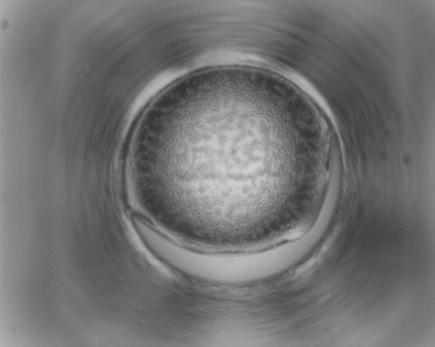 X0000066121053200603171749