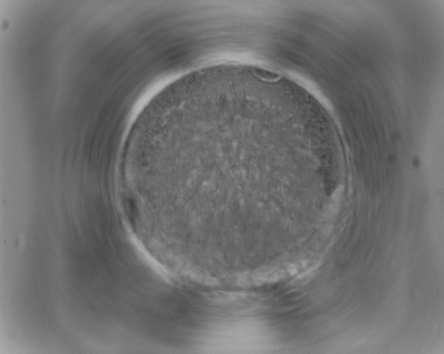 X0000066121056200603171749