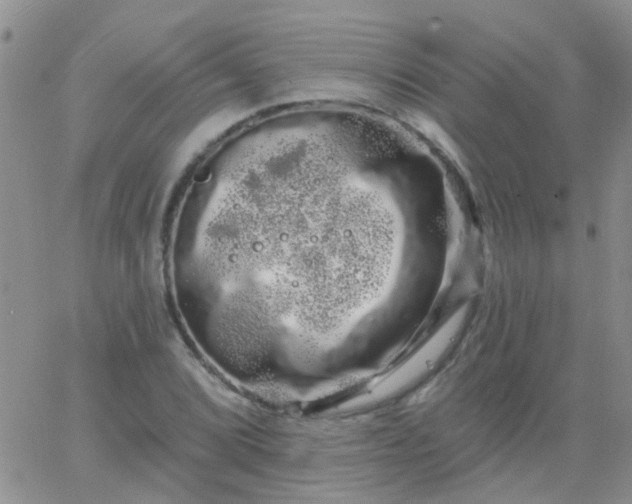 X0000066121072200603171748