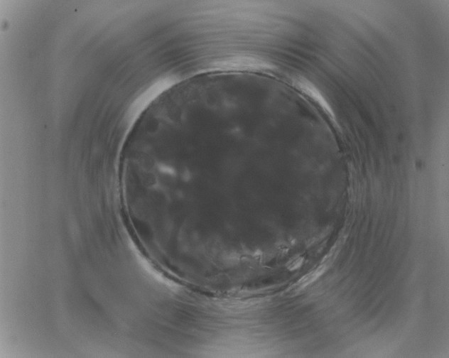 X0000066121087200603171748