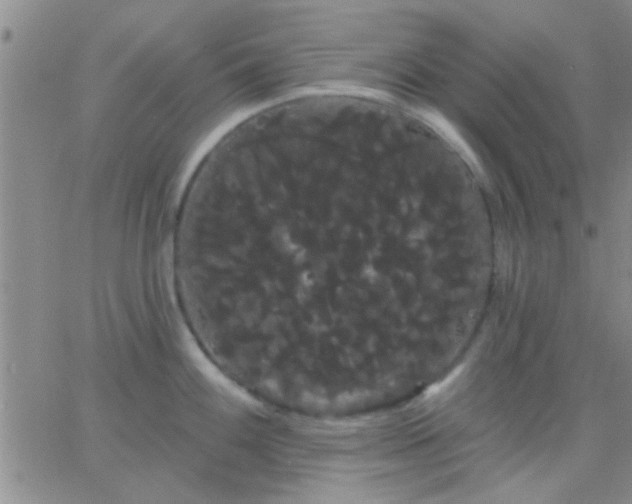 X0000066121100200603171747