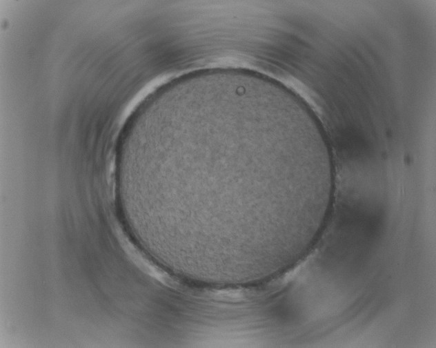 X0000066121126200603171747