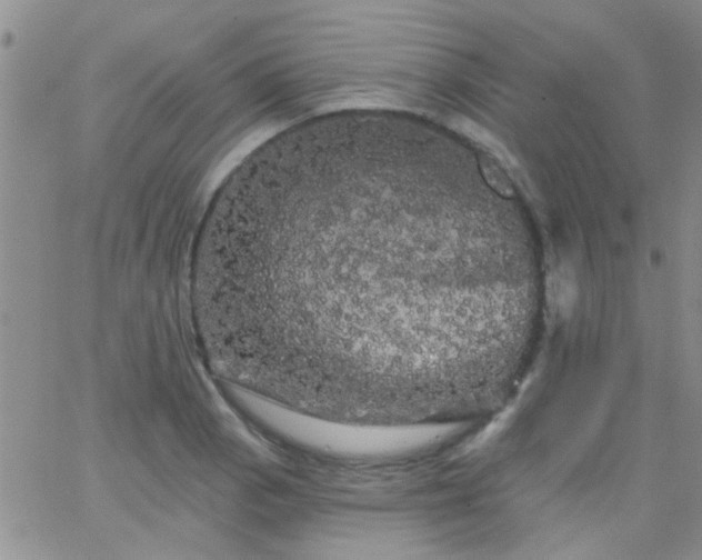 X0000066121129200603171747