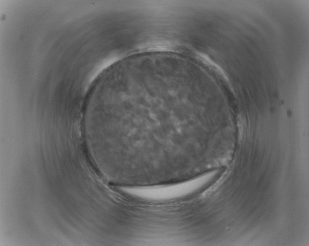 X0000066121166200603171746